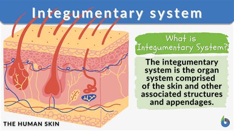Integumentary System Definition And Examples Biology Online Dictionary