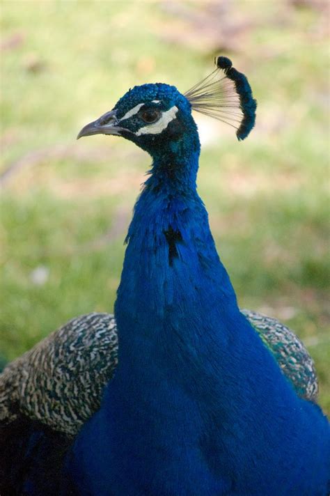 Peacock | Indian blue, Peacock, Peacock flying