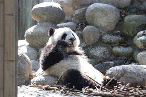 Giant Panda Cub In China Stock Image Image Of Black 108185041
