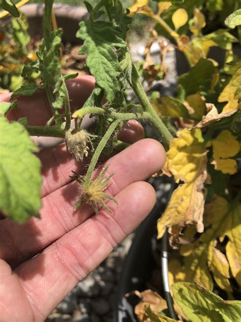 My Tomato Plants Are Yellowing From The Bottom Up And Flower Buds Yellow And Break Off Have