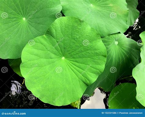 Large Lotus Leaves Stacking And Floating On Water Surface Stock Photo