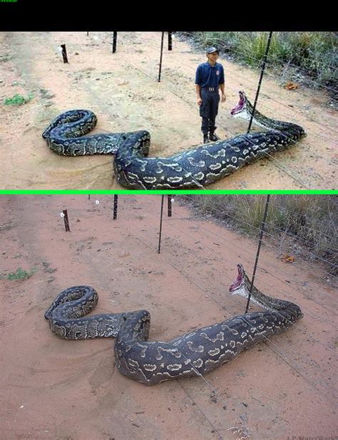 New Images For Anaconda Snake Giant Animals Pictures Of Reptiles