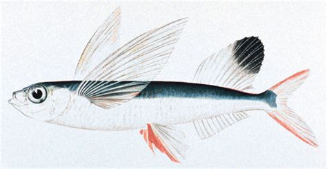 Flying Fish Sketch