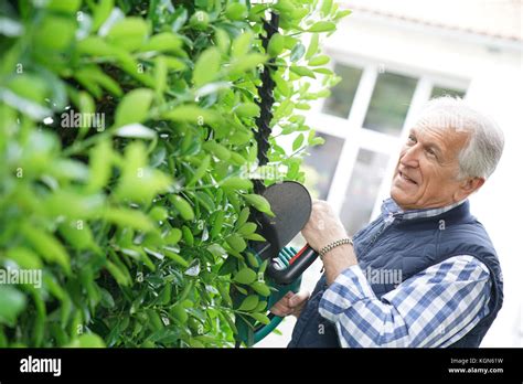 Senior Man Trimming Hedge High Resolution Stock Photography And Images Alamy