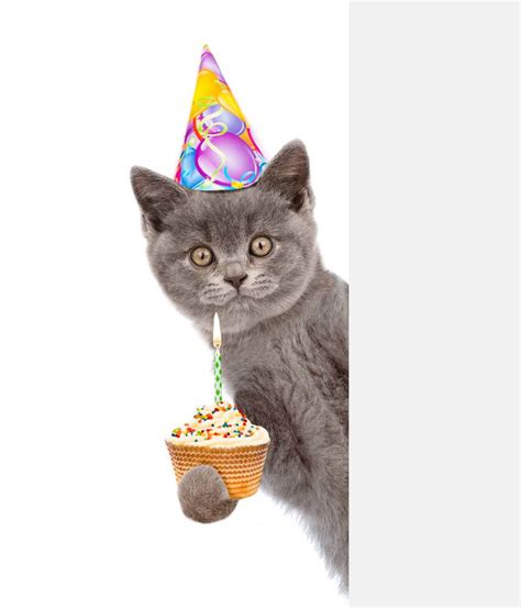 Happy Birthday With Cats And Flowers Cat Meme Stock Pictures And Photos