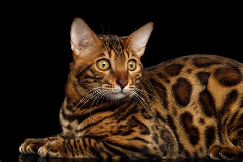 12 Rare Coat Colors And Patterns In Cats