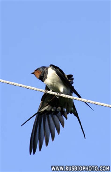 Swallow definition, to take into the stomach by drawing through the throat and esophagus with a voluntary muscular action, as food, drink, or other substances. Barn Swallow, Låvesvale, Hirundo rustica