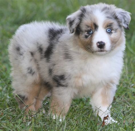 How many puppies will your australian shepherd have does have many factors based on the health, age, size, etc. Lobo's Australian Shepherds