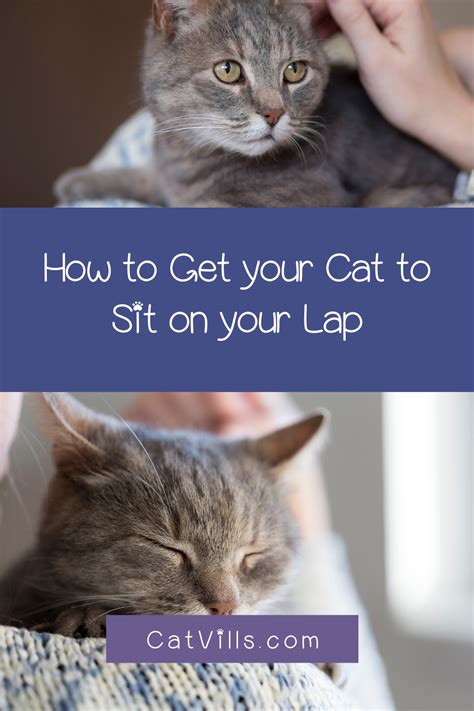 5 Easy Steps To Turn Your Kitties Into Lap Cats Catvills In 2020 Cats