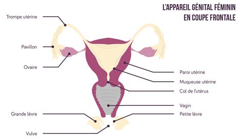 Schéma De Lappareil Reproducteur Féminin