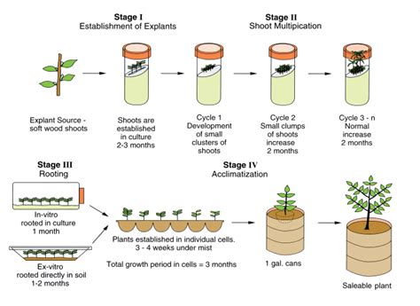 Micropropagation Stages Types Applications And Limitations Online