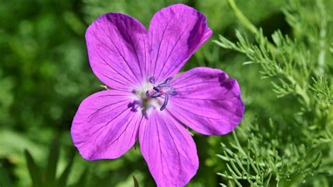 Cranesbill Planting Care And Tips Live