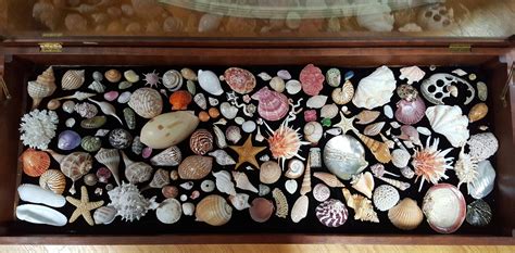 My Late Grandmothers Sea Shell Collection Rock Collection Display