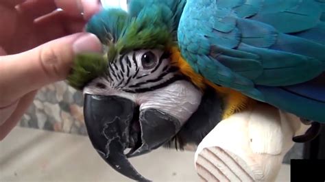 Funny Parrots 4 🔴 Funny And Cute Parrot Videos Compilation Loros