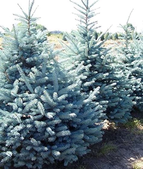 1x 2 3ft Picea Pungens Fat Albert Rare Blue Colorado Spruce Tree