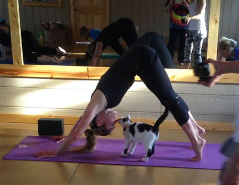Yoga With Cats Neatorama