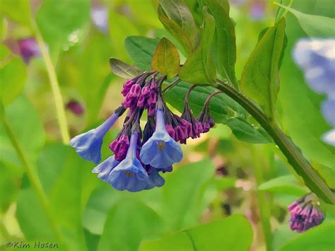 Bluebells are a genus of flowering plants in the family asparagaceae, hyacinthoides. Virginia Bluebell | Virginia bluebells, Bluebells, Native ...