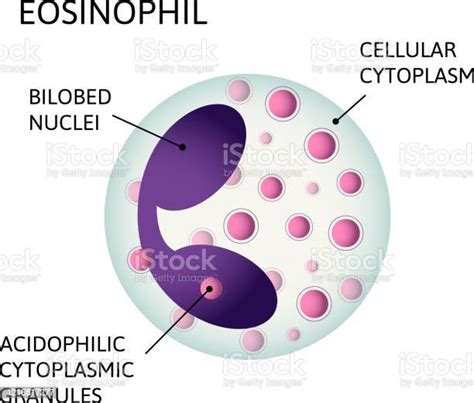 Monocytes Variety Of White Blood Cells Consist Of Acidophilic