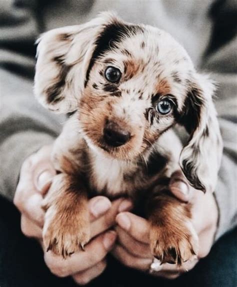 Mini Dapple Spotted Dachshund With Blue Eyes Dogs With Blue Eyes