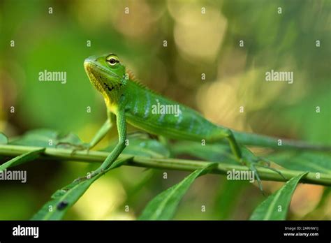 Common Green Forest Lizard Calotes Calotes Sinharaja World Heritage