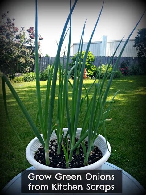 There are a few solutions for that. How to Grow Green Onions From Kitchen Scraps | Dengarden