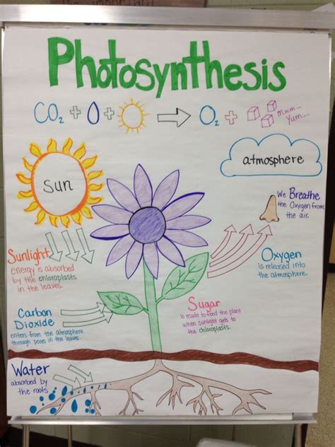 Photosynthesis Anchor Chart By Miss Lintz 7th Grade Science Elementary