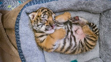 Meet Dash The Wildcat Sanctuarys First Ever Newborn Tiger Cub Mpls