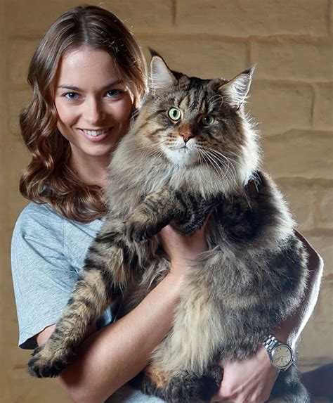 huge maine coon cats     kitty  tiny top