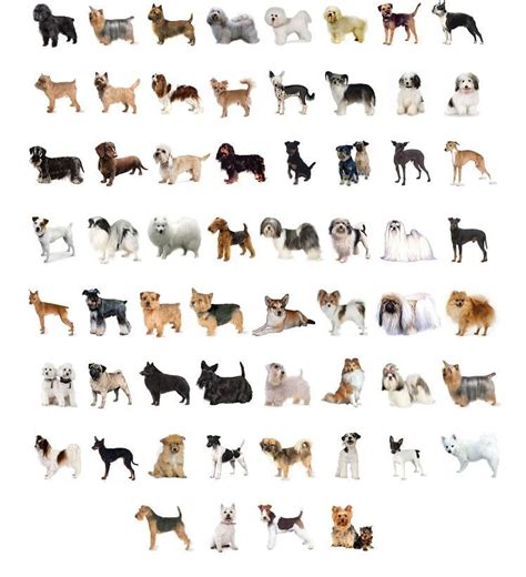 Listado De Razas De Perros Actualizado Abril 2024