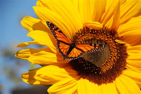 Sunflower And Butterfly Sunflower And Butterfly In My Garden Flickr