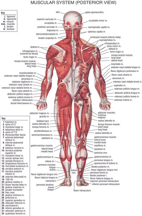 The most common causes of muscle imbalances are improper workout programming and poor exercise. Muscular System Pictures . Muscular System Pictures Human ...