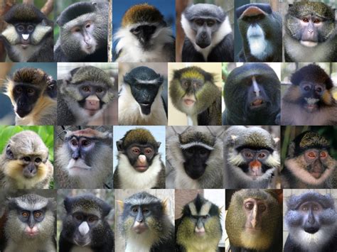Species Of Monkeys Chart