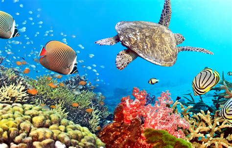 Wallpaper Fish The Ocean Turtle Underwater World
