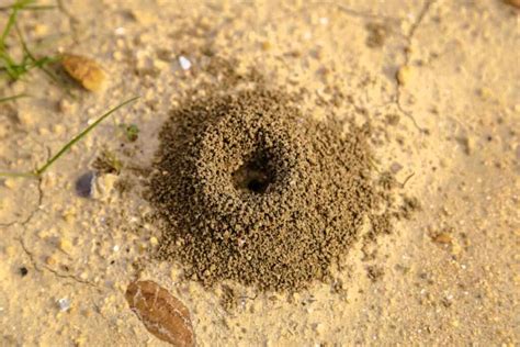 3 Reasons Why You Have Anthills In Your Yard Removal Tips Pest Pointers