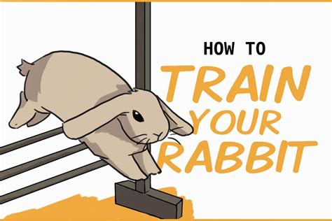 How To Train Your Rabbit