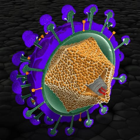 Compare the structures of a prokaryote and a virus. 3d model virus structure