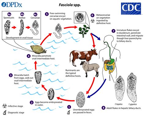 The sequence of events in the life cycle of ascarids starts from the moment eggs enter the human body. CDC - DPDx - Fascioliasis