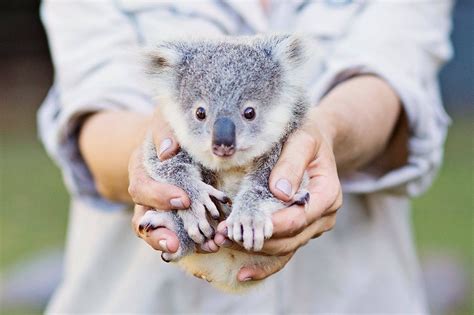 Pin By Kimberly Sue On Koala Bears Baby Koala Cute Koala Bear Cute