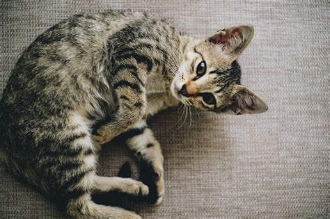 A link between your inner ear and your brain helps you keep your balance when you get out of bed or walk over rough ground. Vestibular Disease in Cats: A Helpful Guide| Canna-Pet®