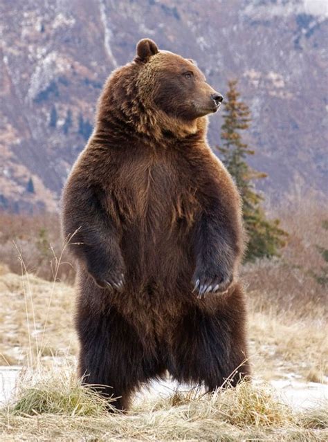 Grizzly Bear By Strme On Mountain Men In 2020 Animals Wild