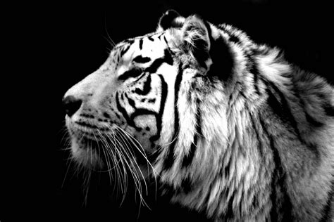 White Tiger Wallpapers Wallpaper Cave