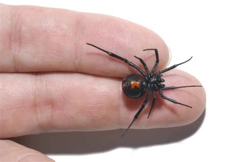 Black Widow Spider Bite Causes Appearance Symptoms And Treatment