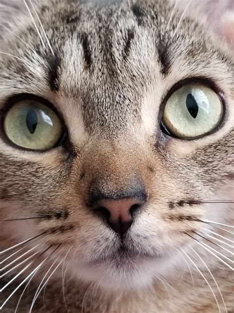Cat Face : cats
