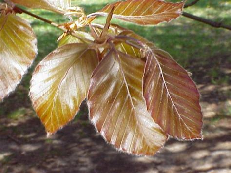 Copper Beech Trees For Sale Choose Your Copper Beech