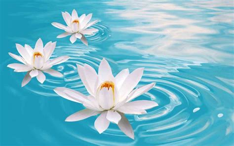 Zen Lotus Wallpapers Top Free Zen Lotus Backgrounds Wallpaperaccess