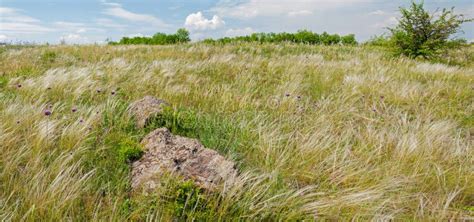 Ukrainian Steppe Feather Grass Stock Photo Image Of Steppe Botany