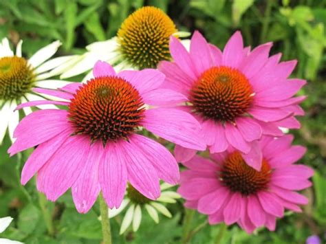Perennial Flowers That Bloom All Summer Even From Spring To Fall
