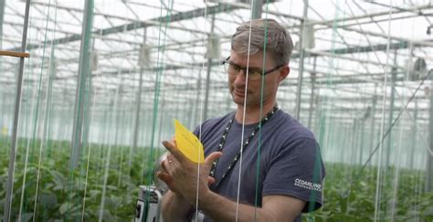 Use yellow sticky cards (figure 3) for. How to monitor for greenhouse pests - Greenhouse Canada