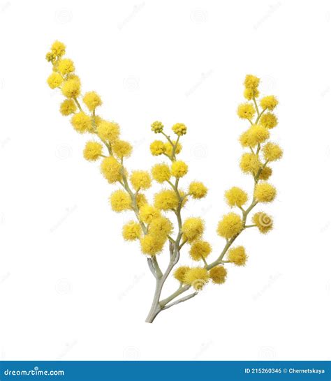 Beautiful Yellow Mimosa Flowers Isolated On White Stock Photo Image