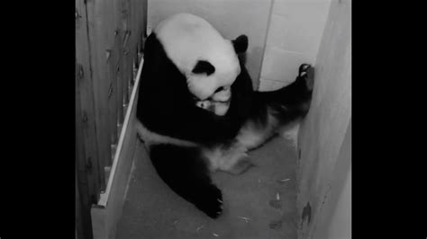 Mei Xiang And Her Cub September 16 2015 National Zoo Youtube